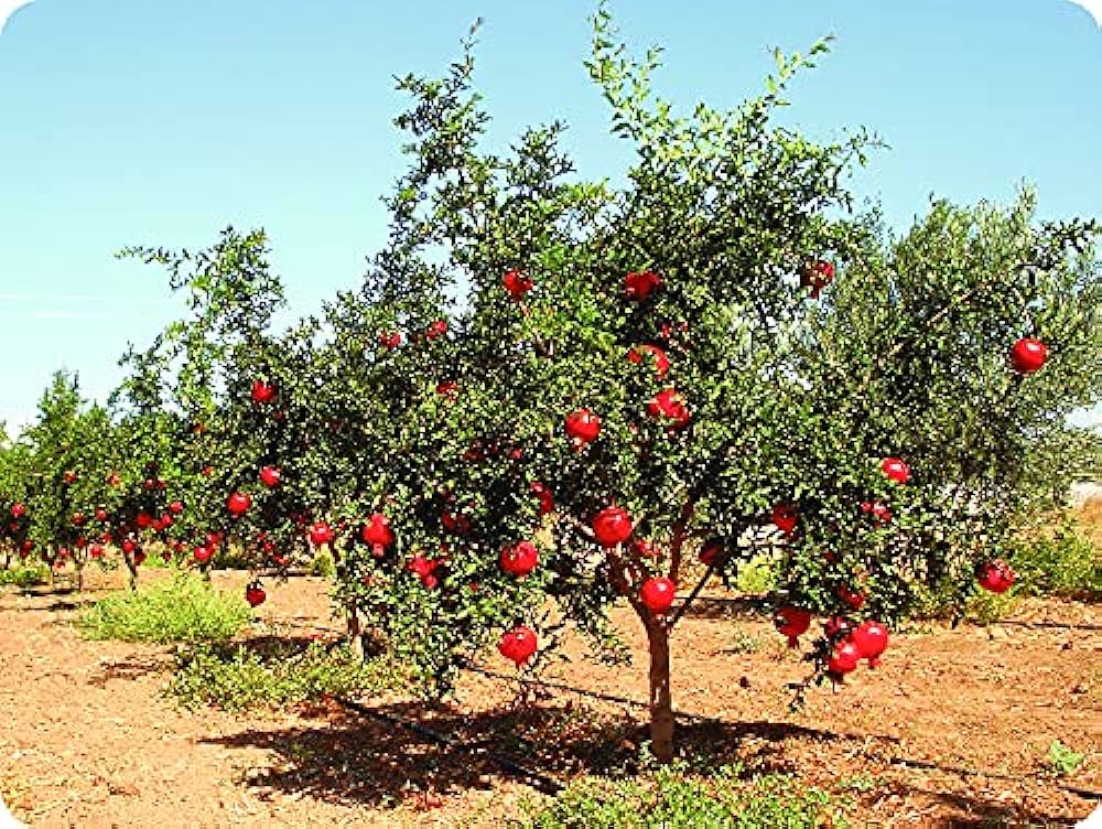 Pomegranate Plants